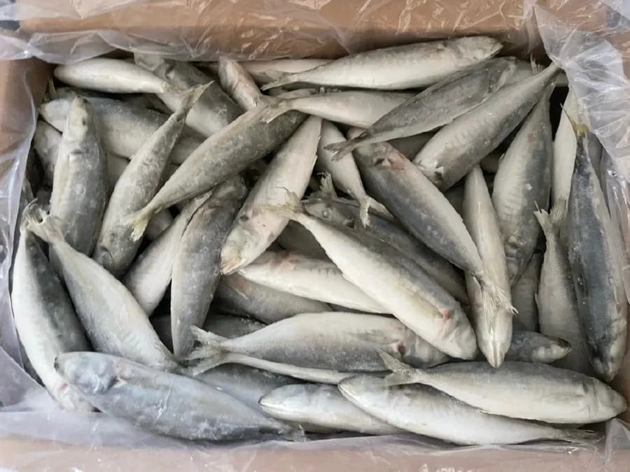 Box lined with clear plastic, filled with whole silver fish