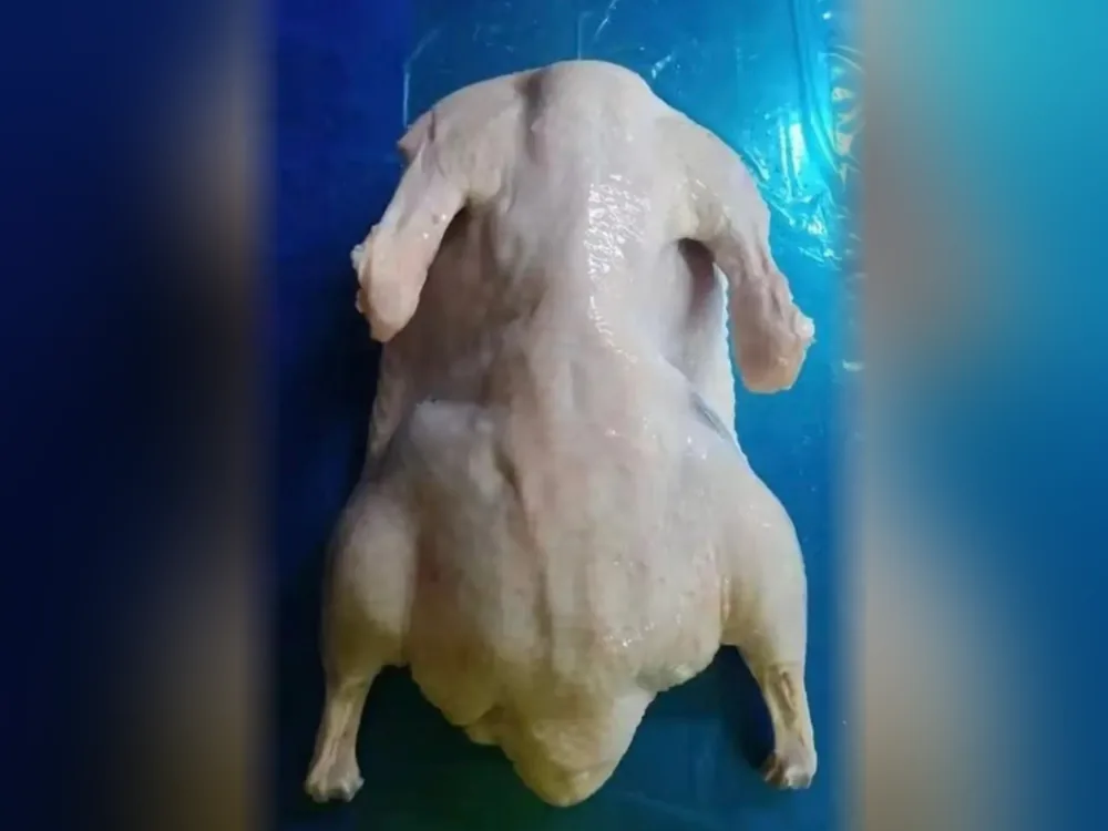 Whole raw chicken, wings spread, laid out on a blue plastic sheet
